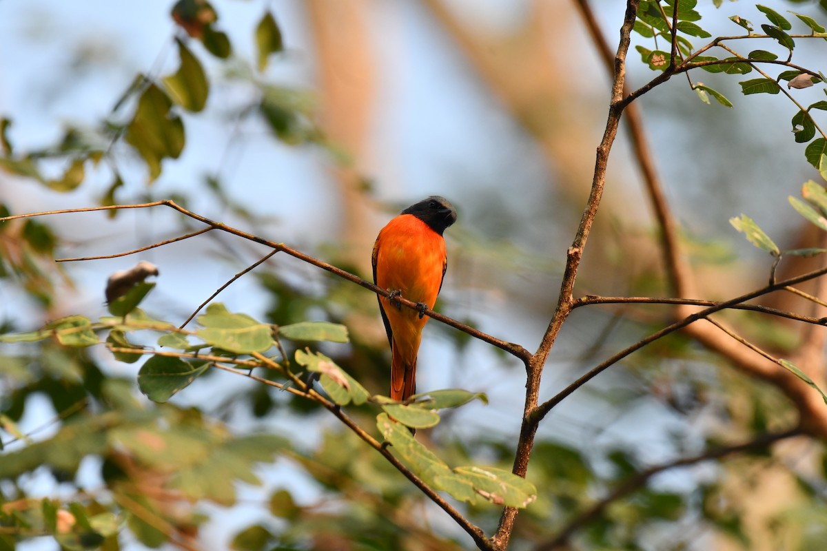 Small Minivet - ML627770829