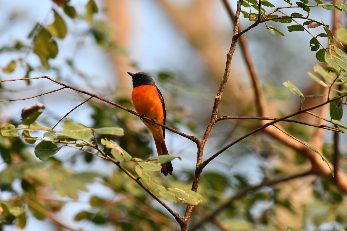 Small Minivet - ML627770830