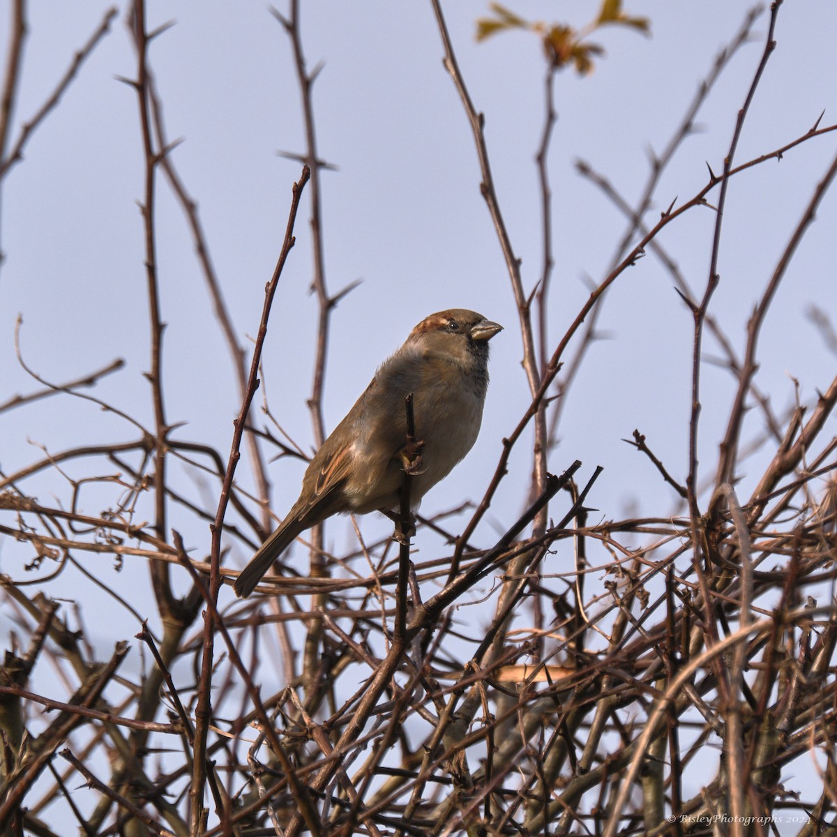 House Sparrow - ML627770981