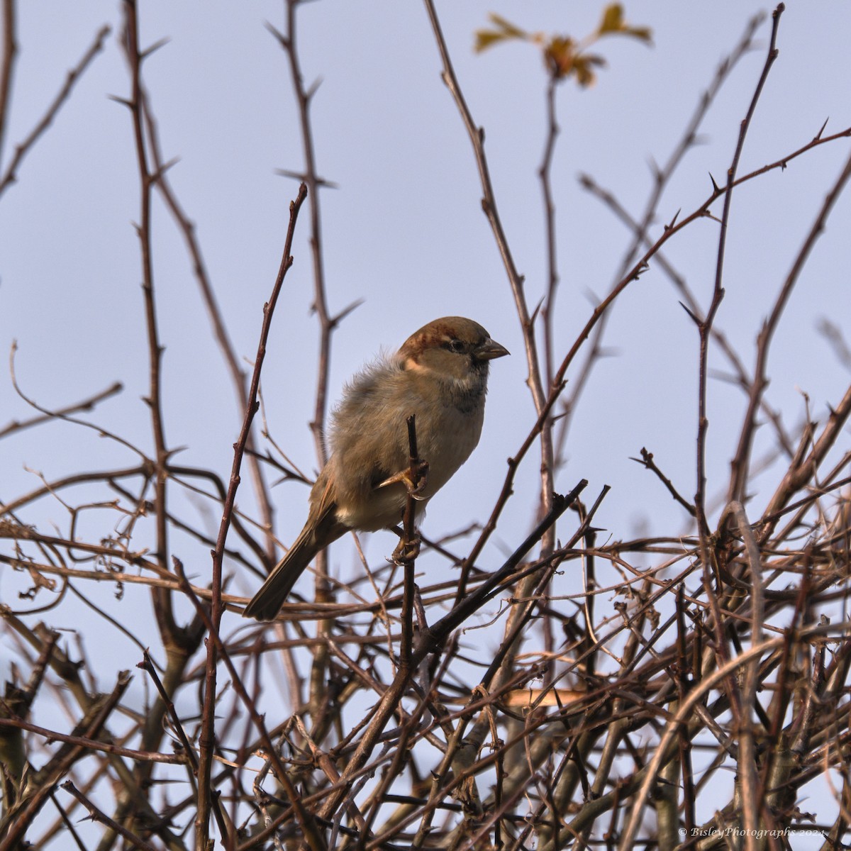 House Sparrow - ML627770982