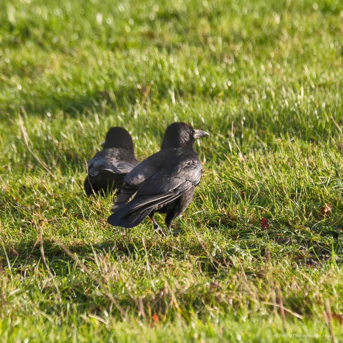 Carrion Crow - ML627770993