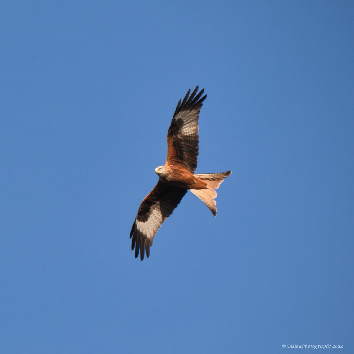 Red Kite - ML627771000