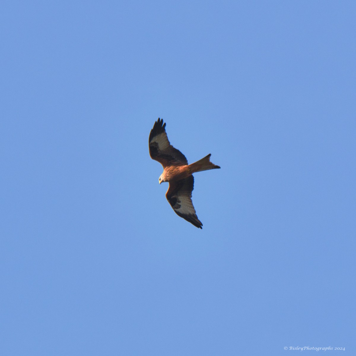 Red Kite - ML627771001