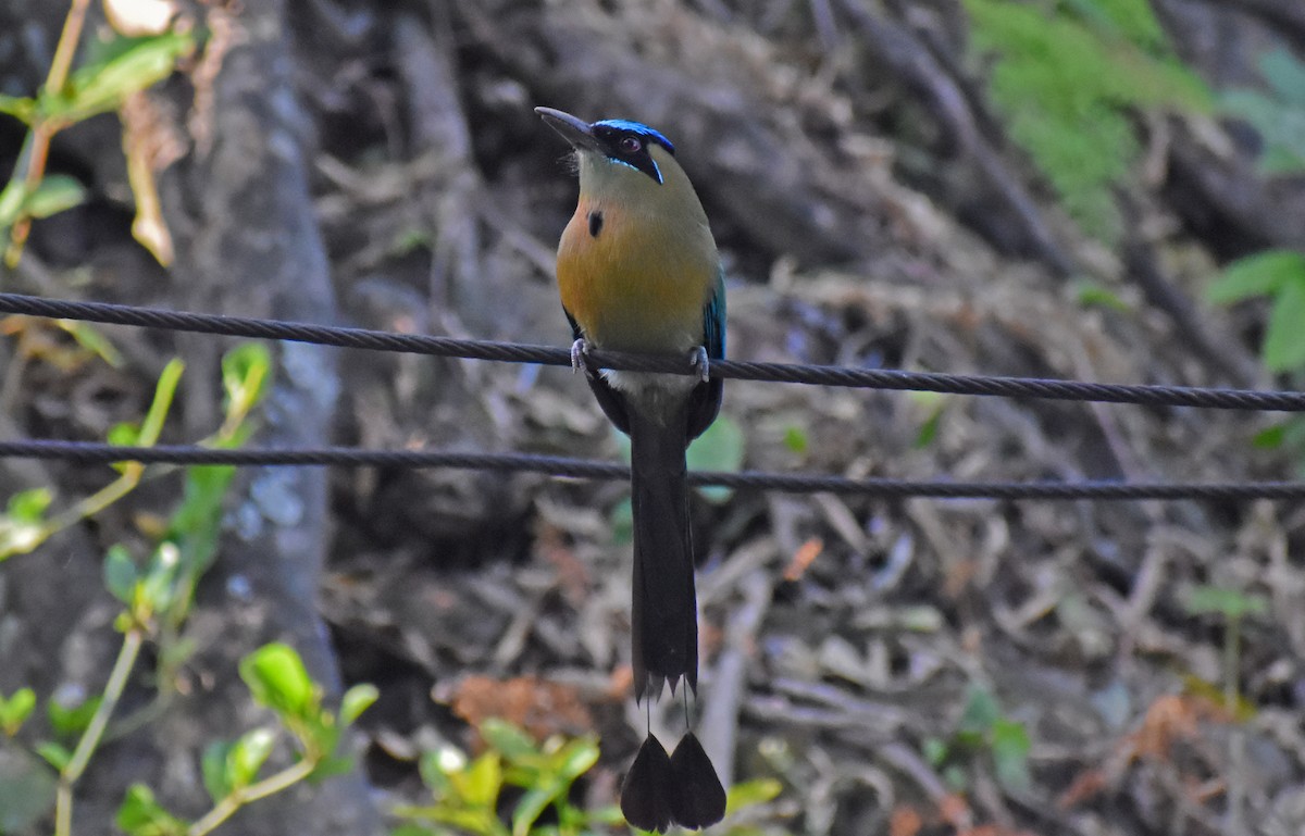 Lesson's Motmot - ML627771020