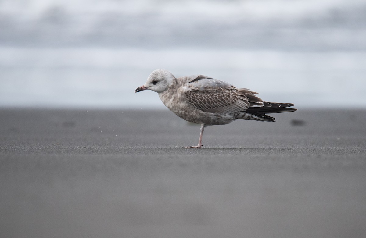 Short-billed Gull - ML627771071