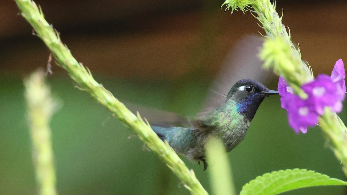 Violet-headed Hummingbird - ML627771122