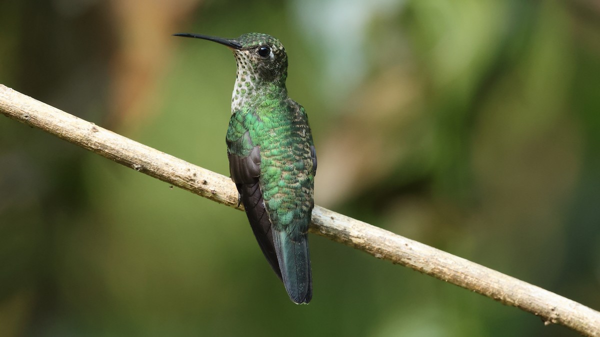 Many-spotted Hummingbird - ML627771135