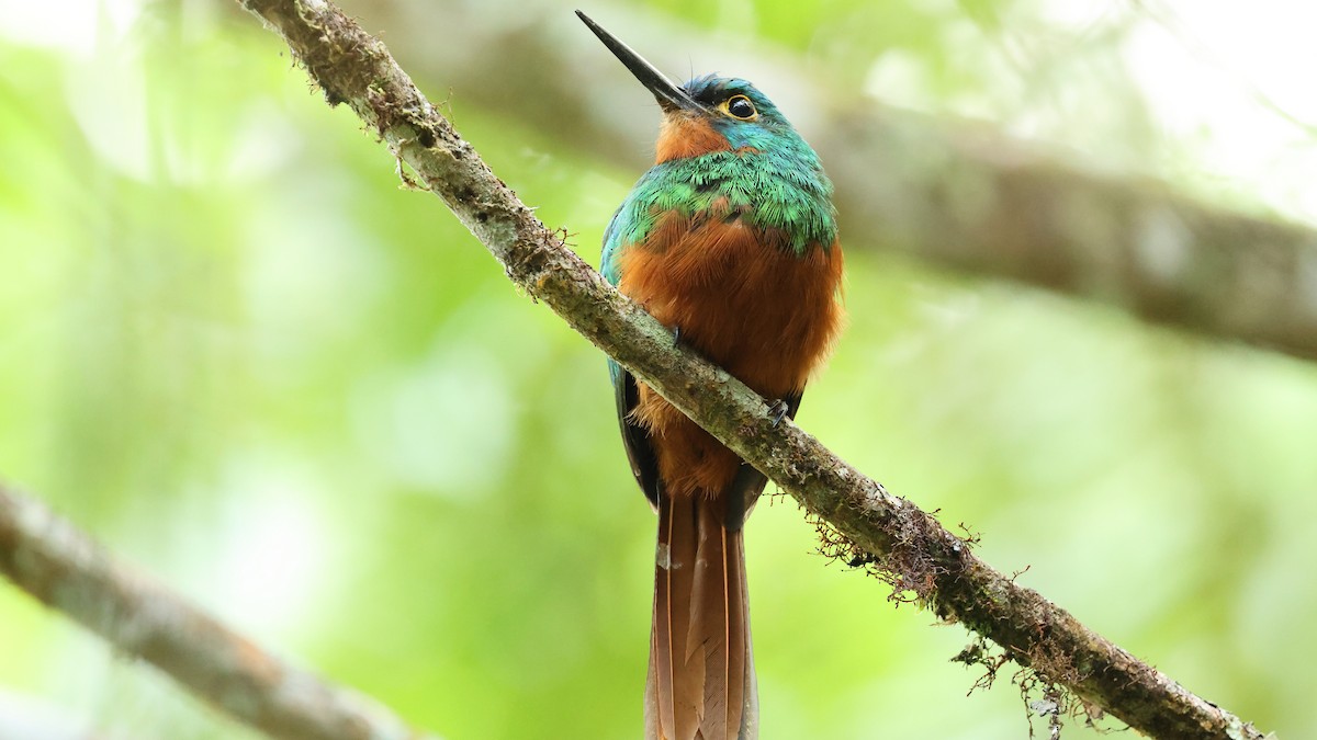 Coppery-chested Jacamar - ML627771147