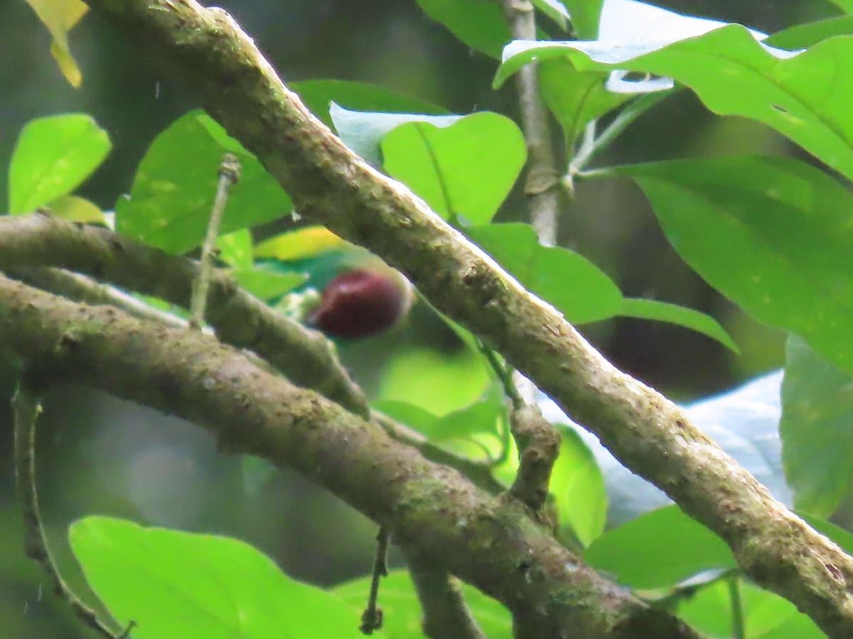 Bay-headed Tanager - ML627771168