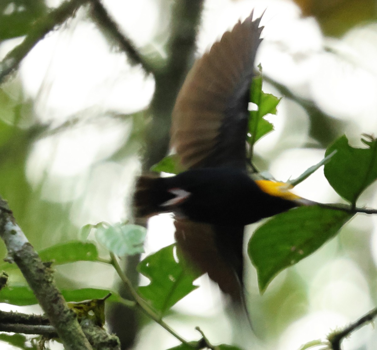 Golden-headed Manakin - ML627771169