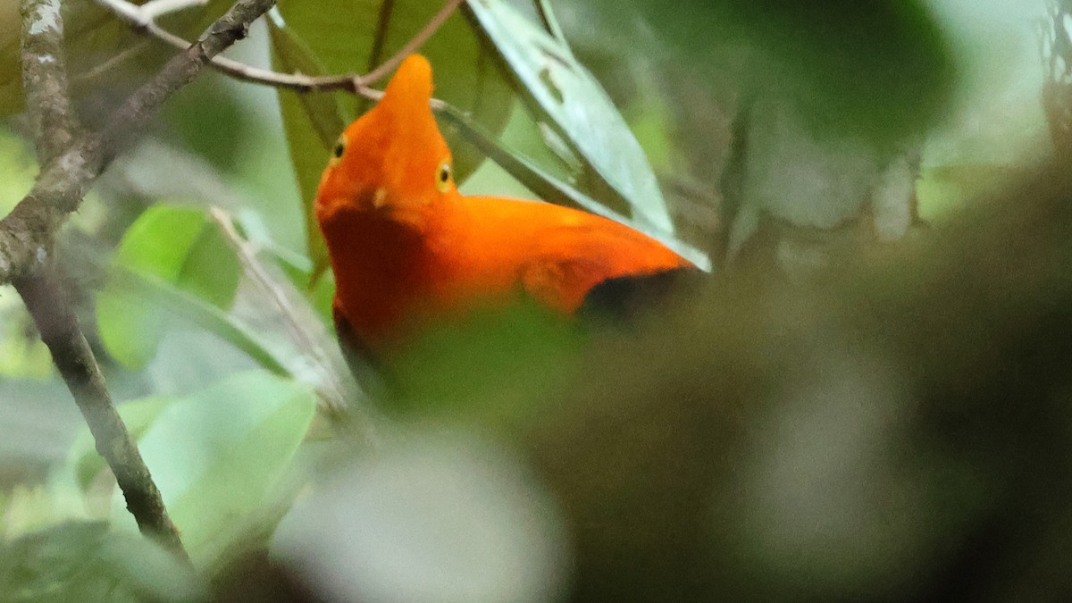 Andean Cock-of-the-rock - ML627771171