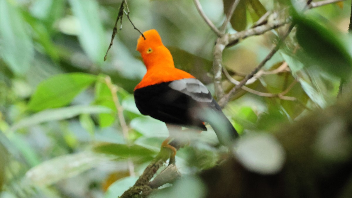 Andean Cock-of-the-rock - ML627771172