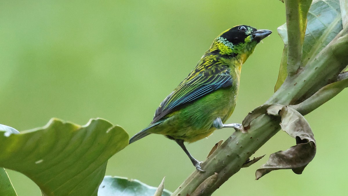 Green-and-gold Tanager - ML627771186