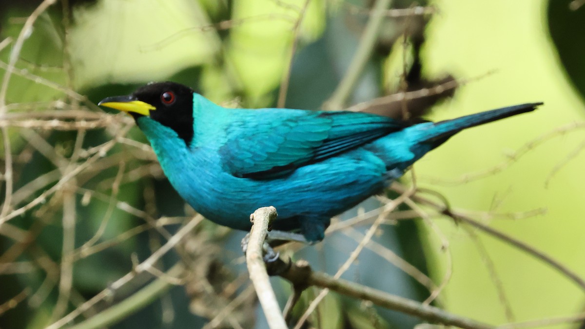 Green Honeycreeper - ML627771190