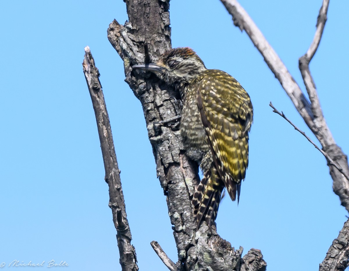 White-spotted Woodpecker - ML627771191