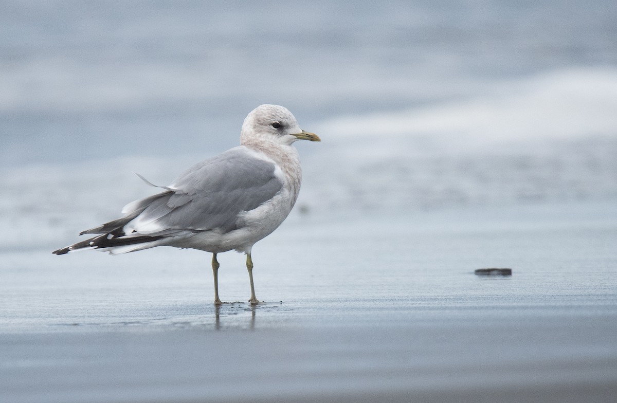 Short-billed Gull - ML627771216