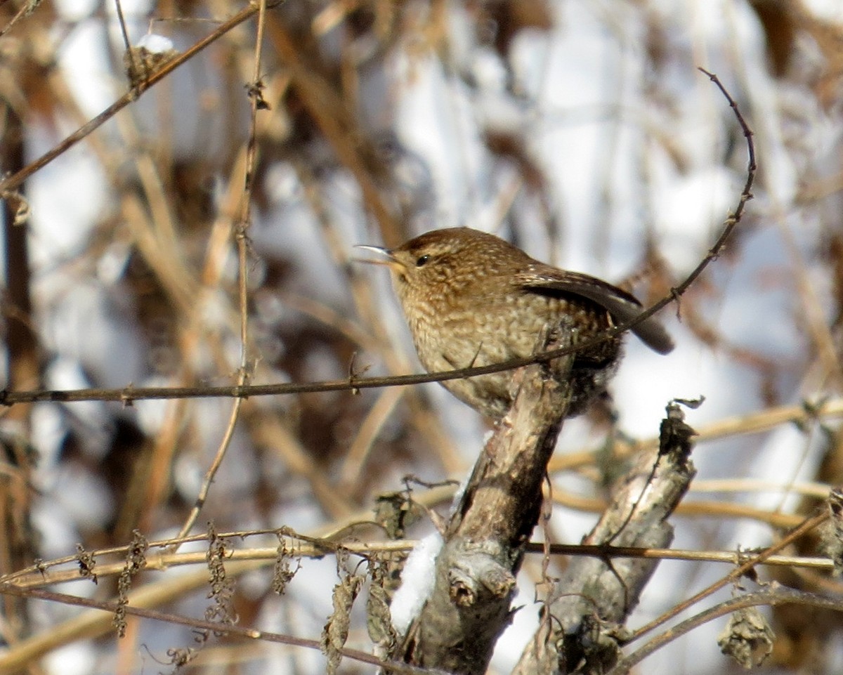 Winter Wren - ML627771221