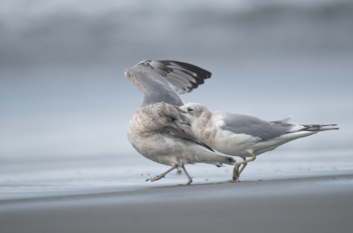 Short-billed Gull - ML627771222