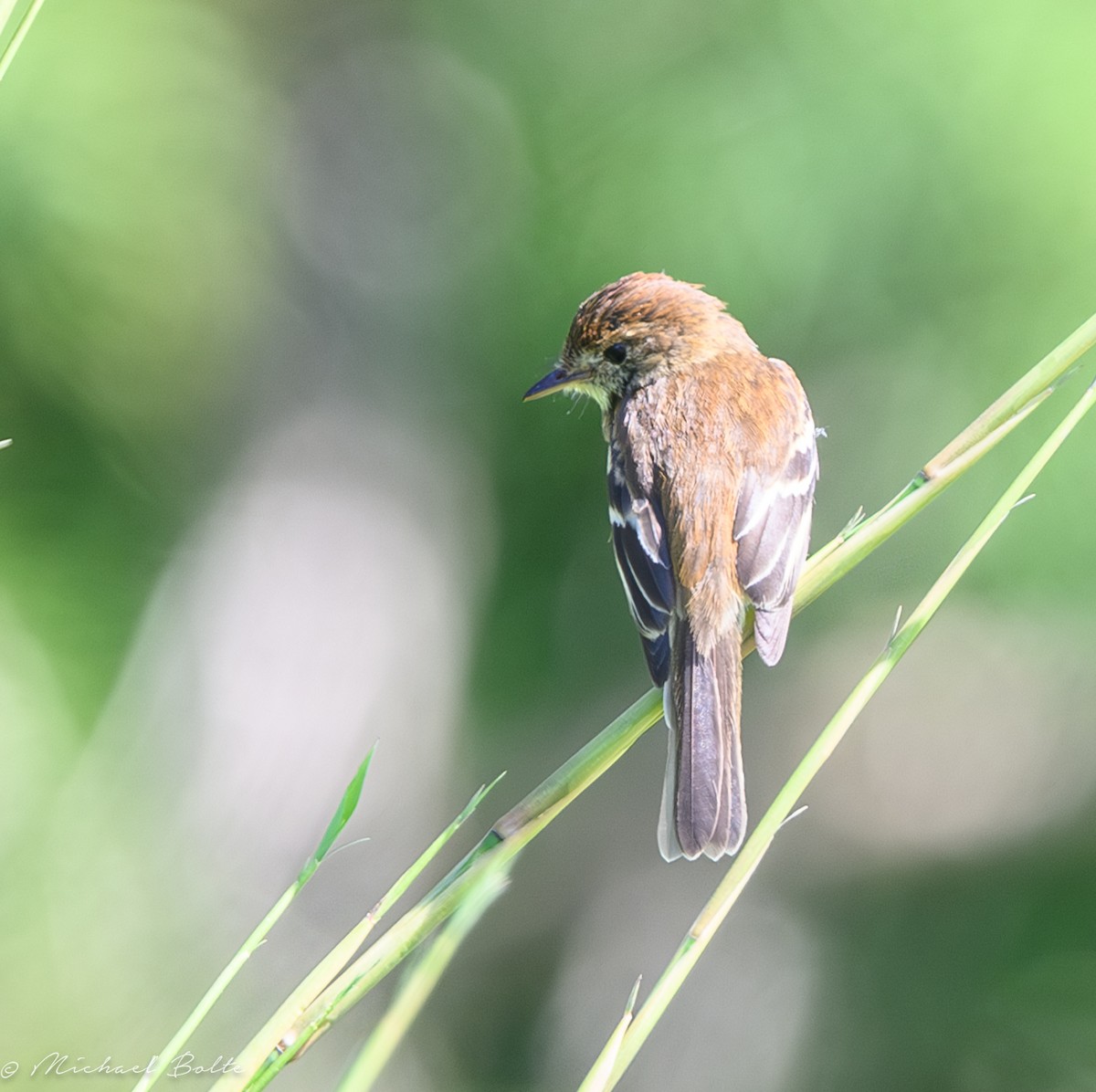 Bran-colored Flycatcher - ML627771238