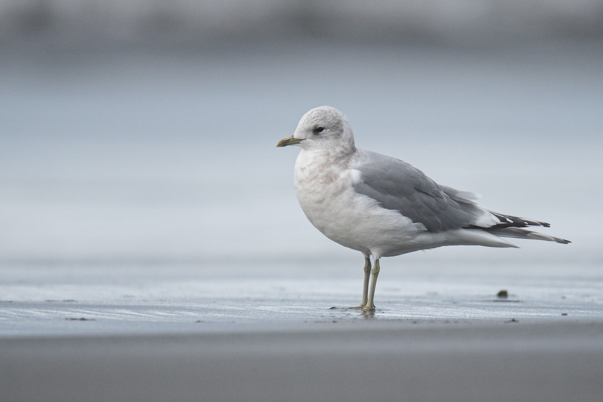 Short-billed Gull - ML627771241