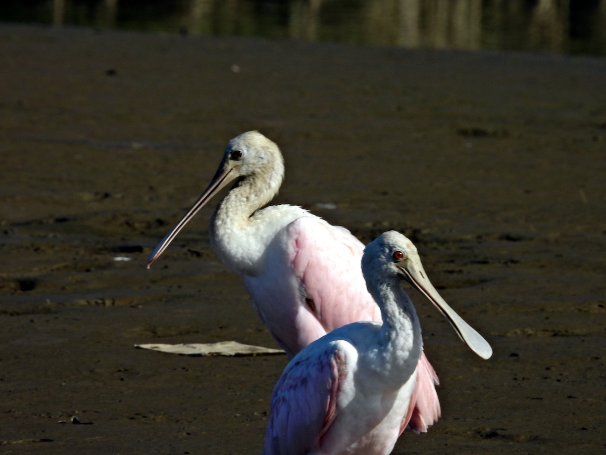 Roseate Spoonbill - ML627771254