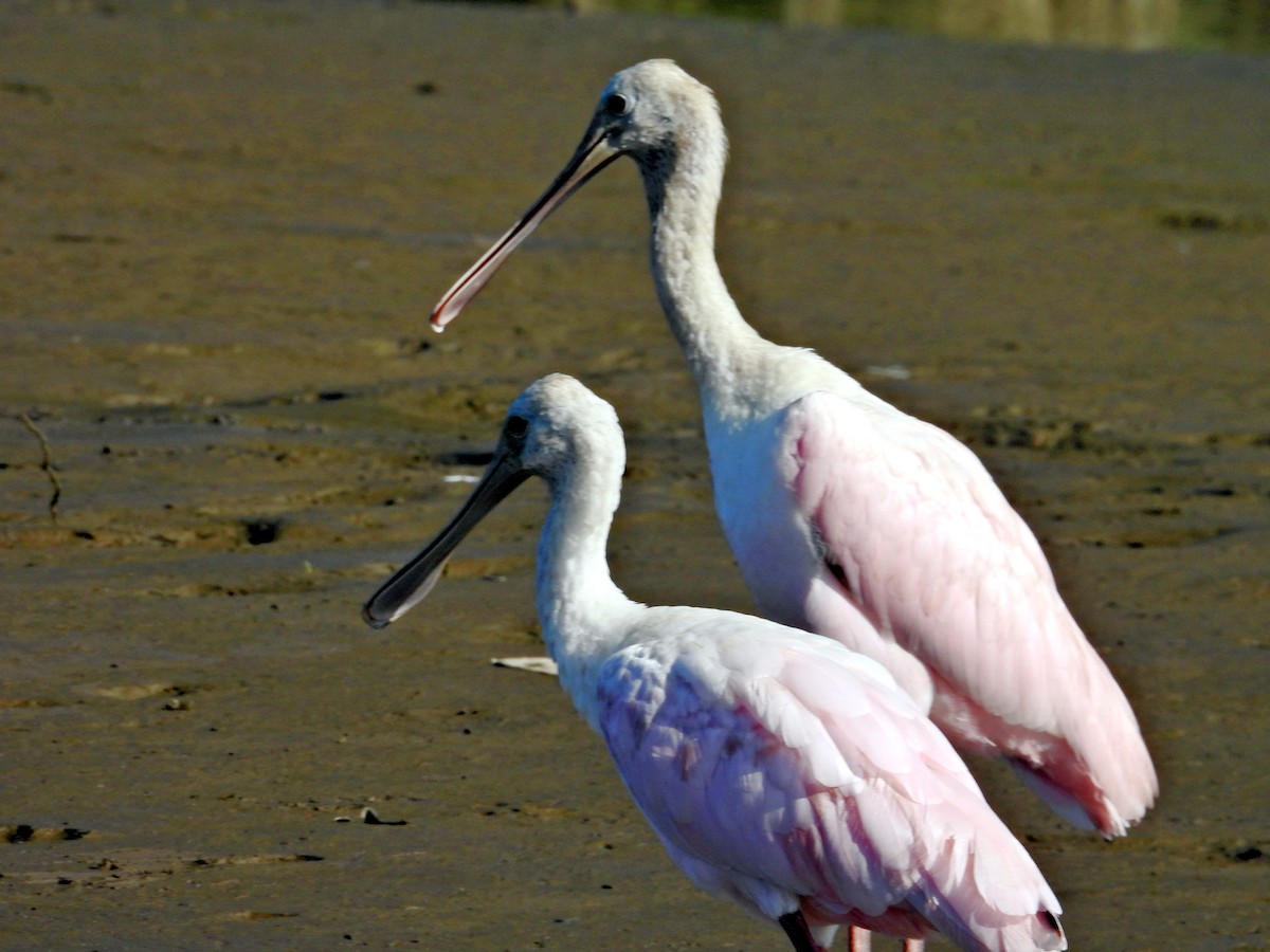 Roseate Spoonbill - ML627771255