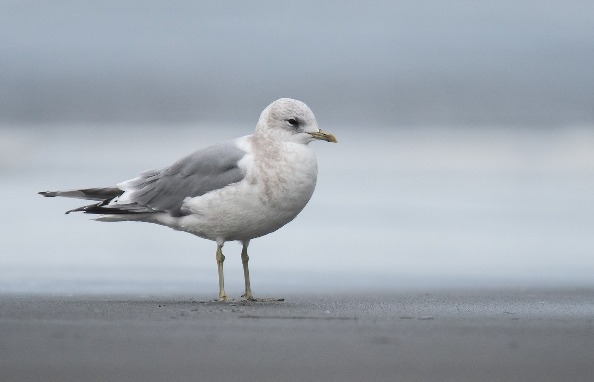 Short-billed Gull - ML627771273