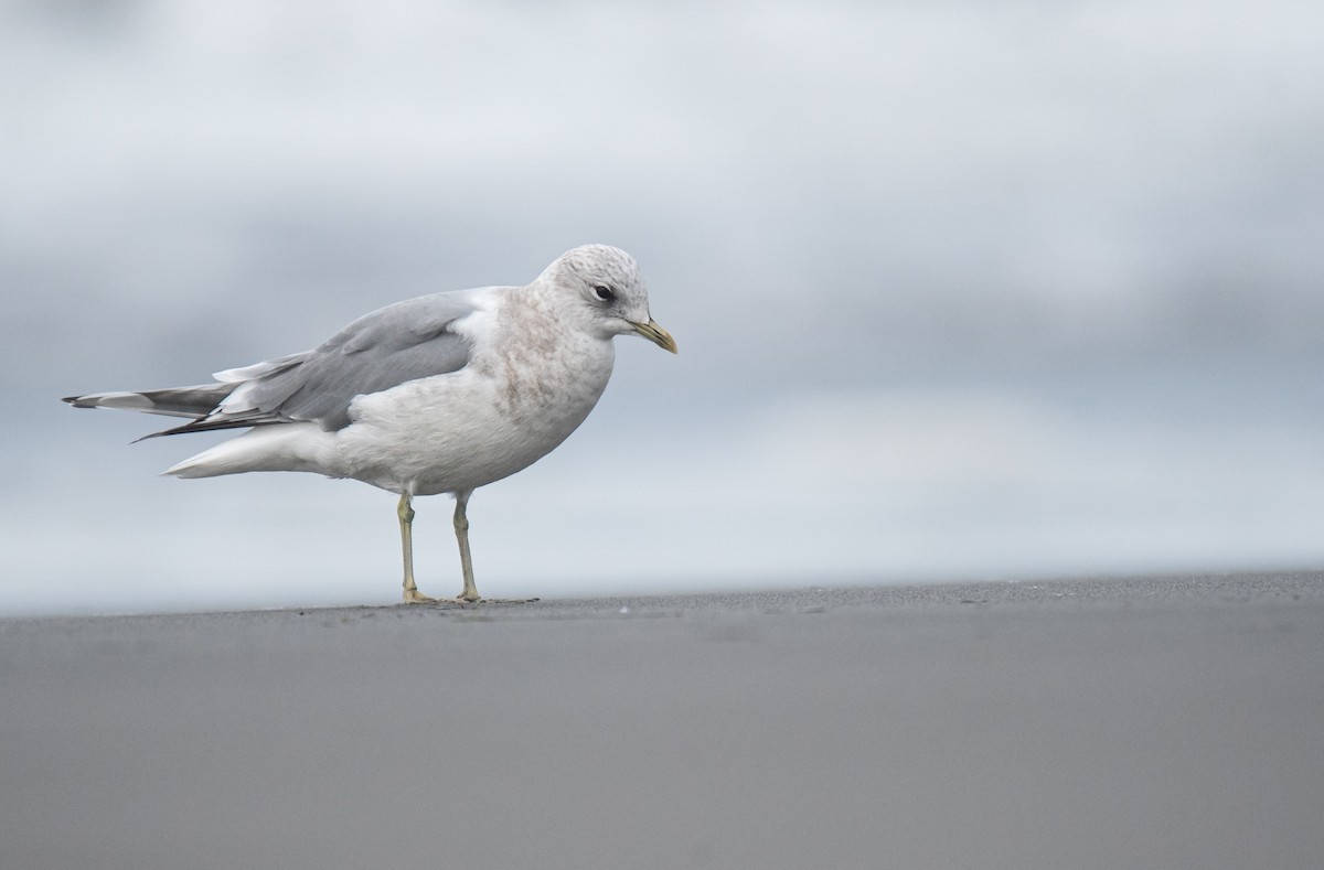 Short-billed Gull - ML627771323