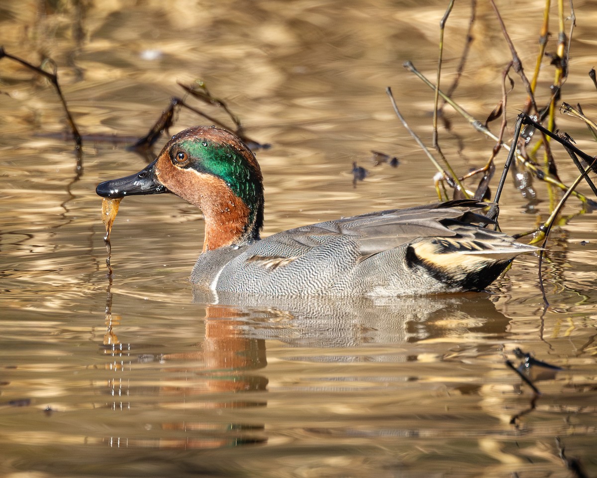 Green-winged Teal - ML627771371