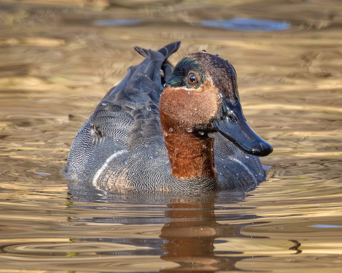 Green-winged Teal - ML627771372