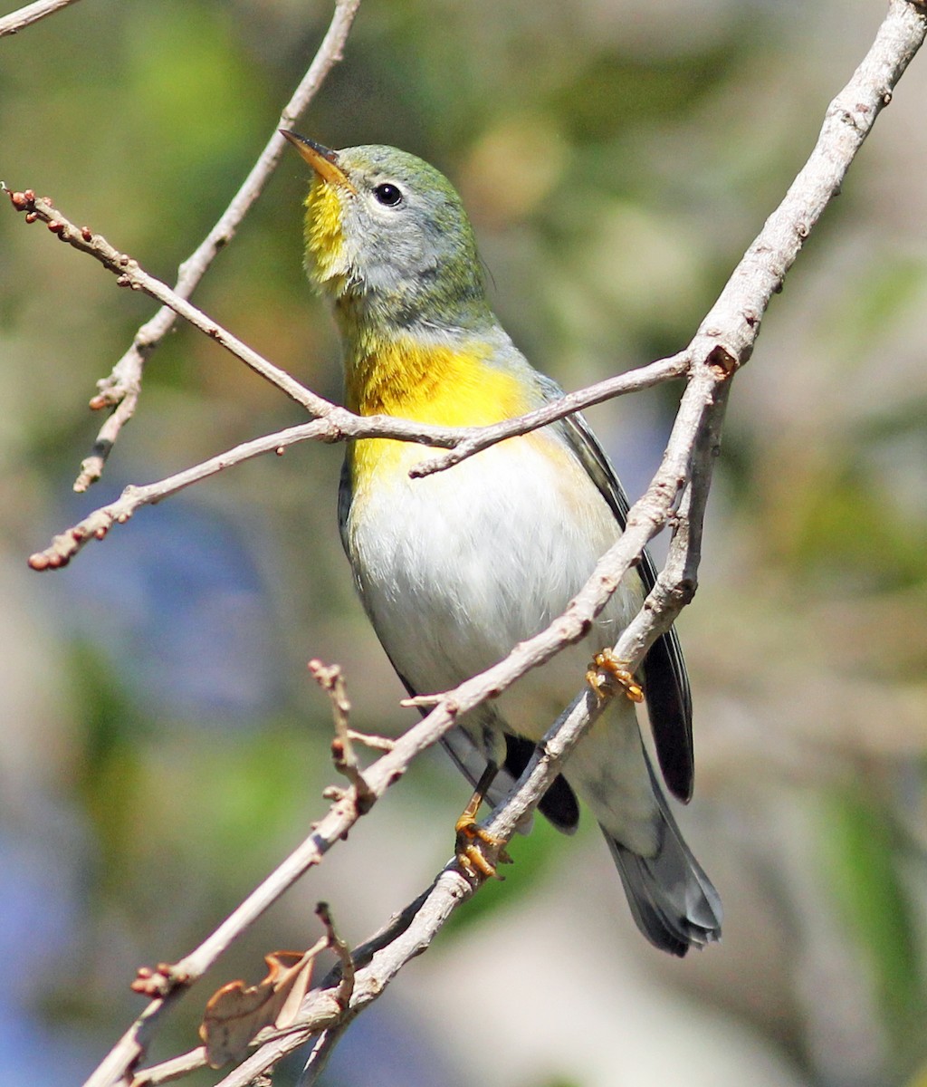 Northern Parula - ML627771410