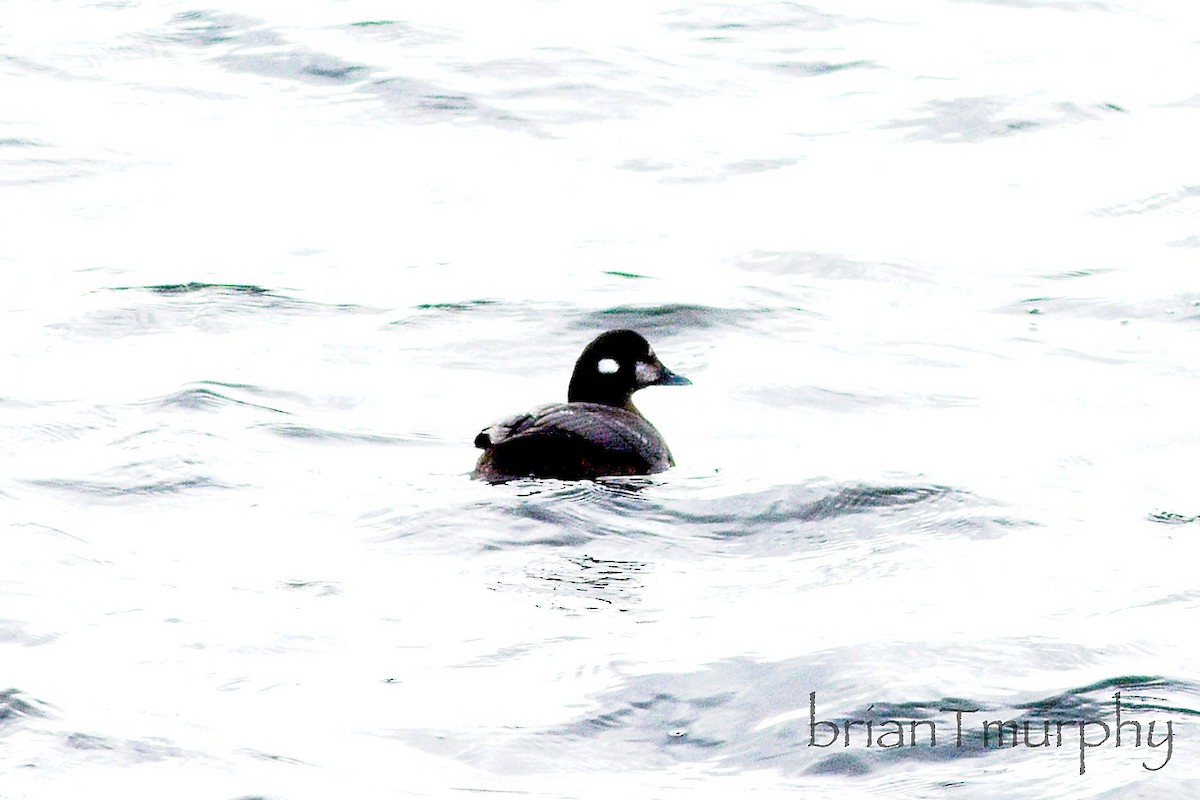 Harlequin Duck - ML627771503