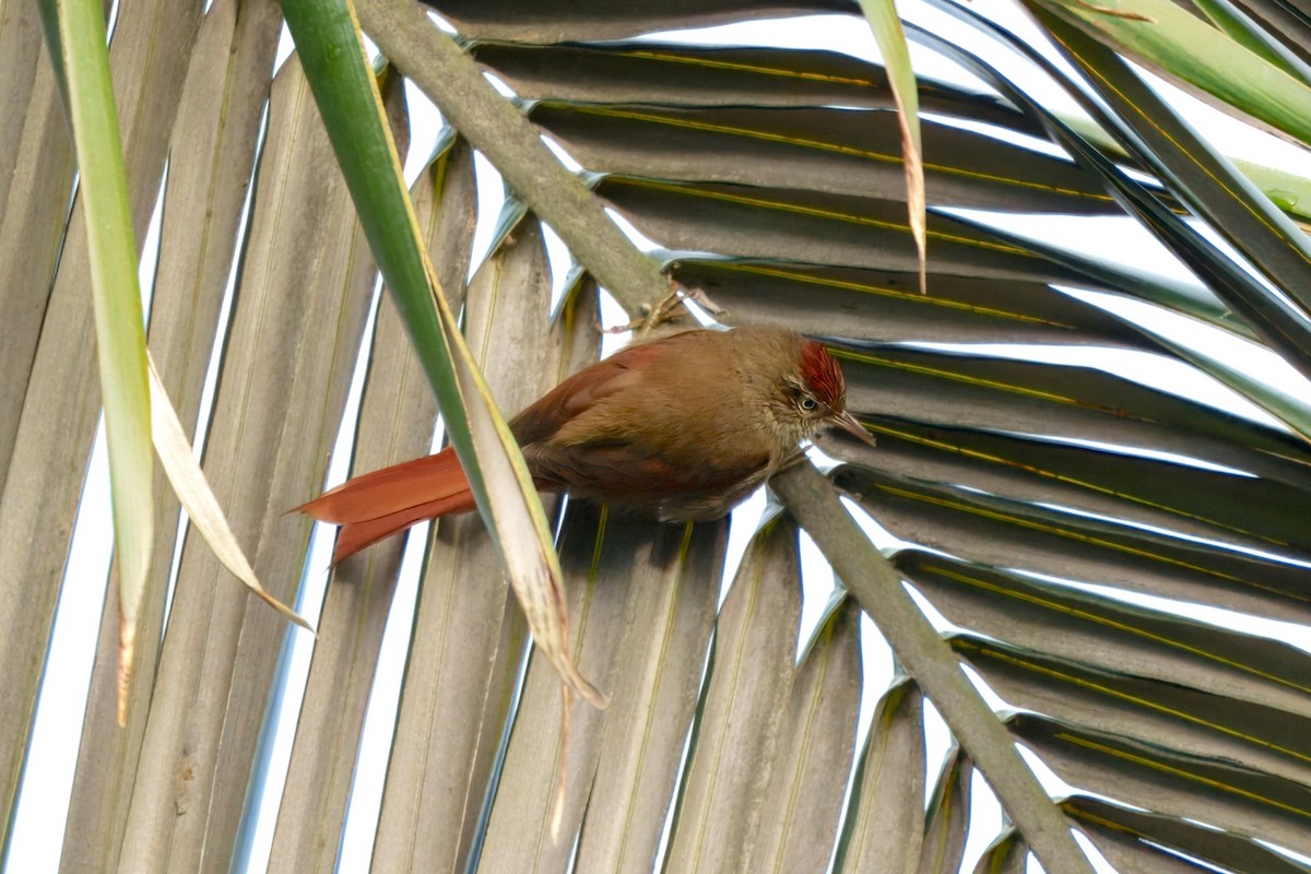 Streak-capped Spinetail - ML627771593