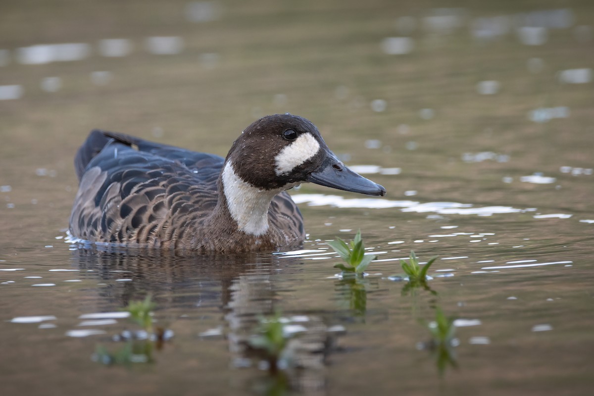 Spectacled Duck - ML627771611