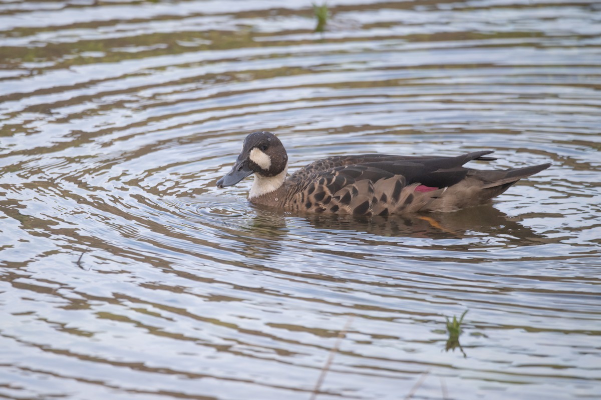 Spectacled Duck - ML627771612