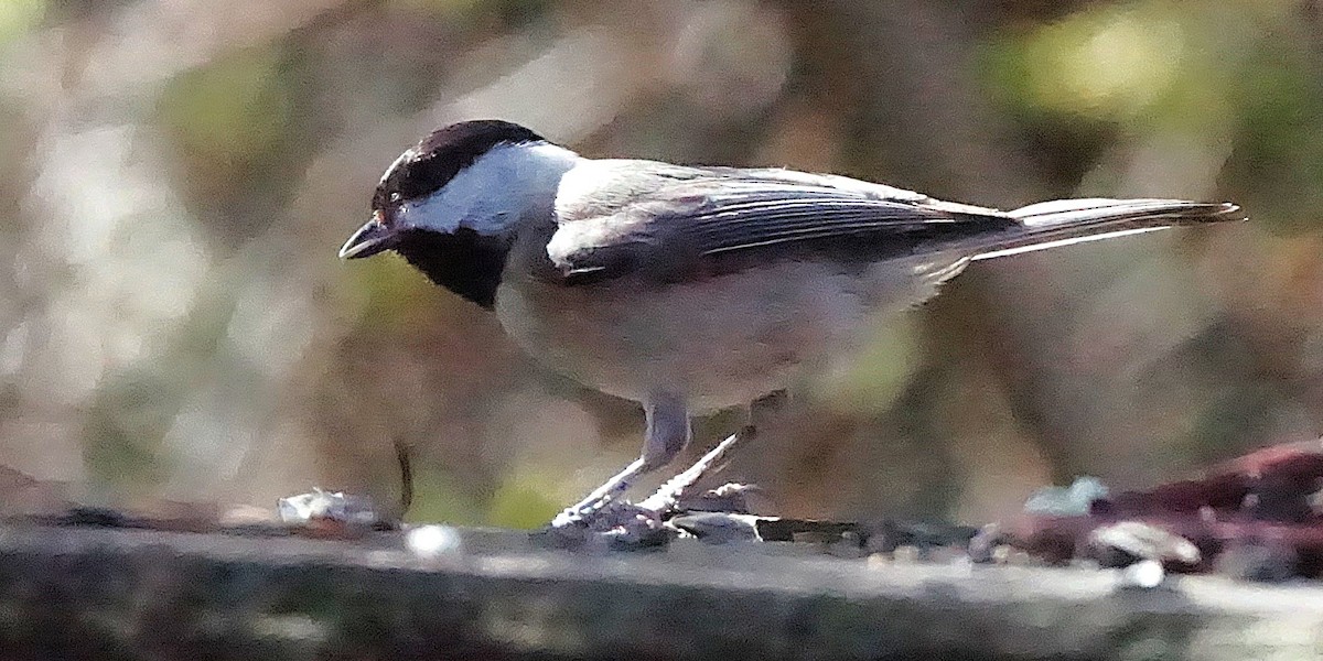 Mésange de Caroline - ML627771667