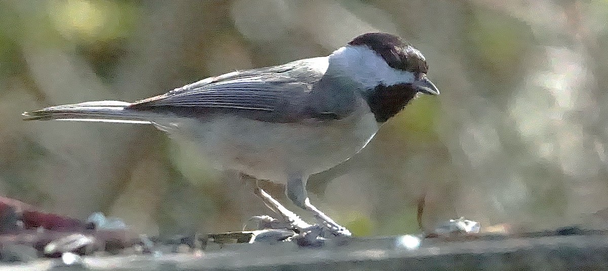 Mésange de Caroline - ML627771675