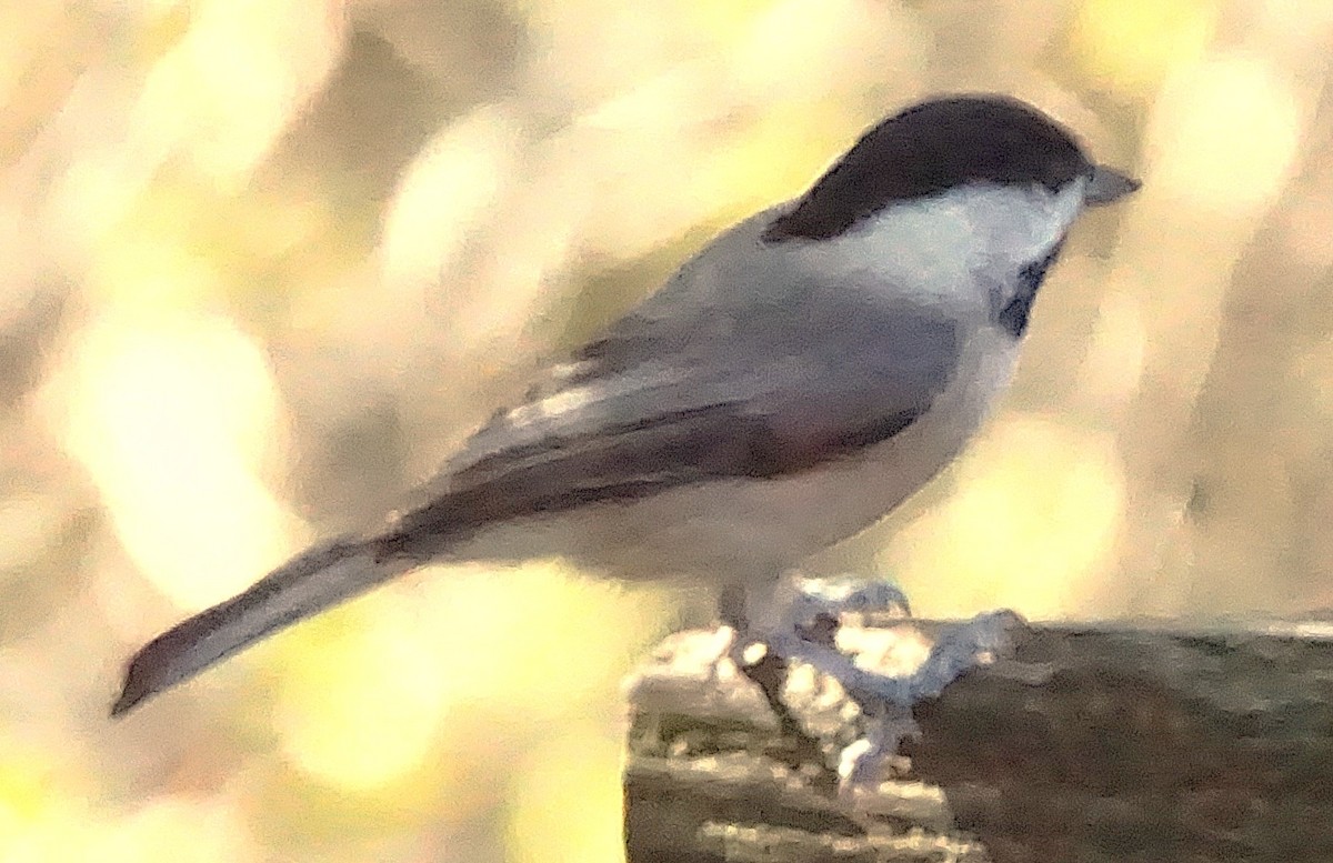 Mésange de Caroline - ML627771679