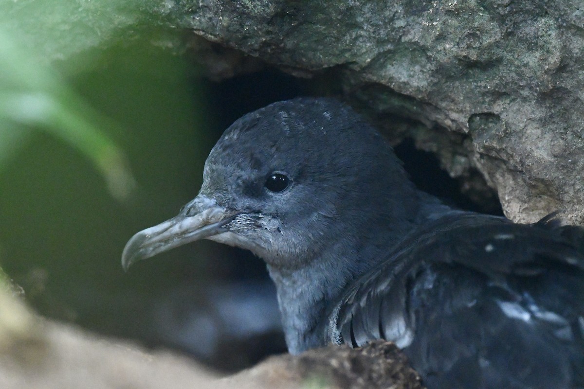 Wedge-tailed Shearwater - ML627771717