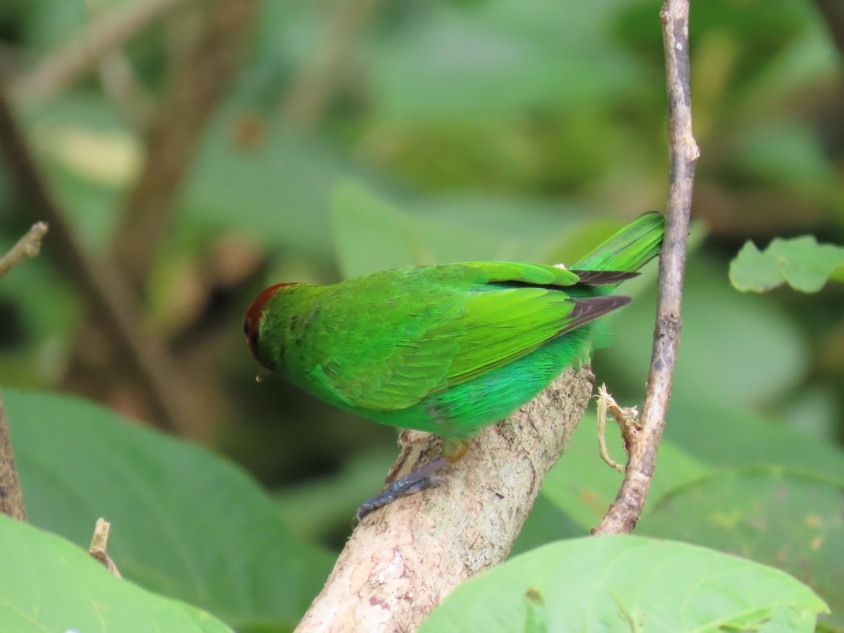 Bay-headed Tanager - ML627771727