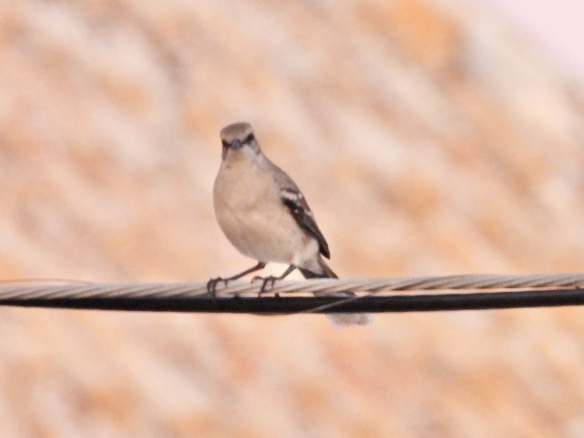 Tropical Mockingbird - ML627771728