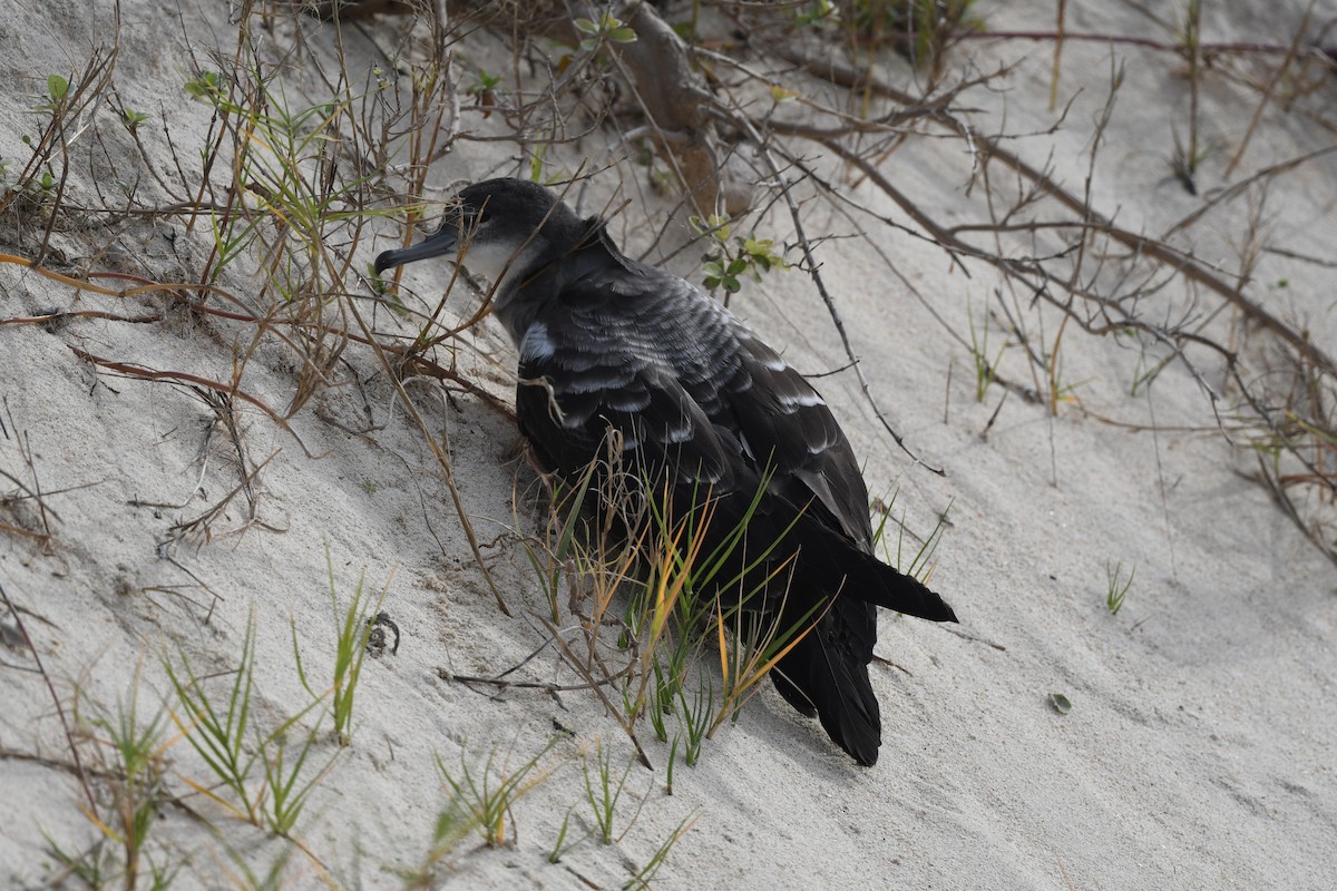 Wedge-tailed Shearwater - ML627771732