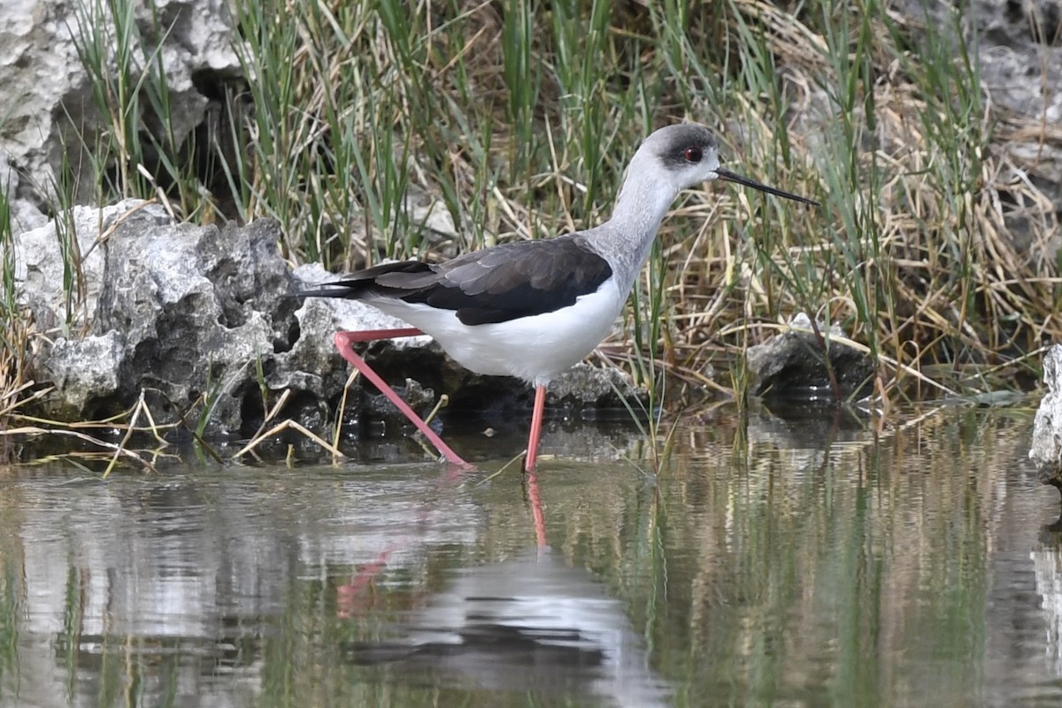 Black-winged Stilt - ML627771768