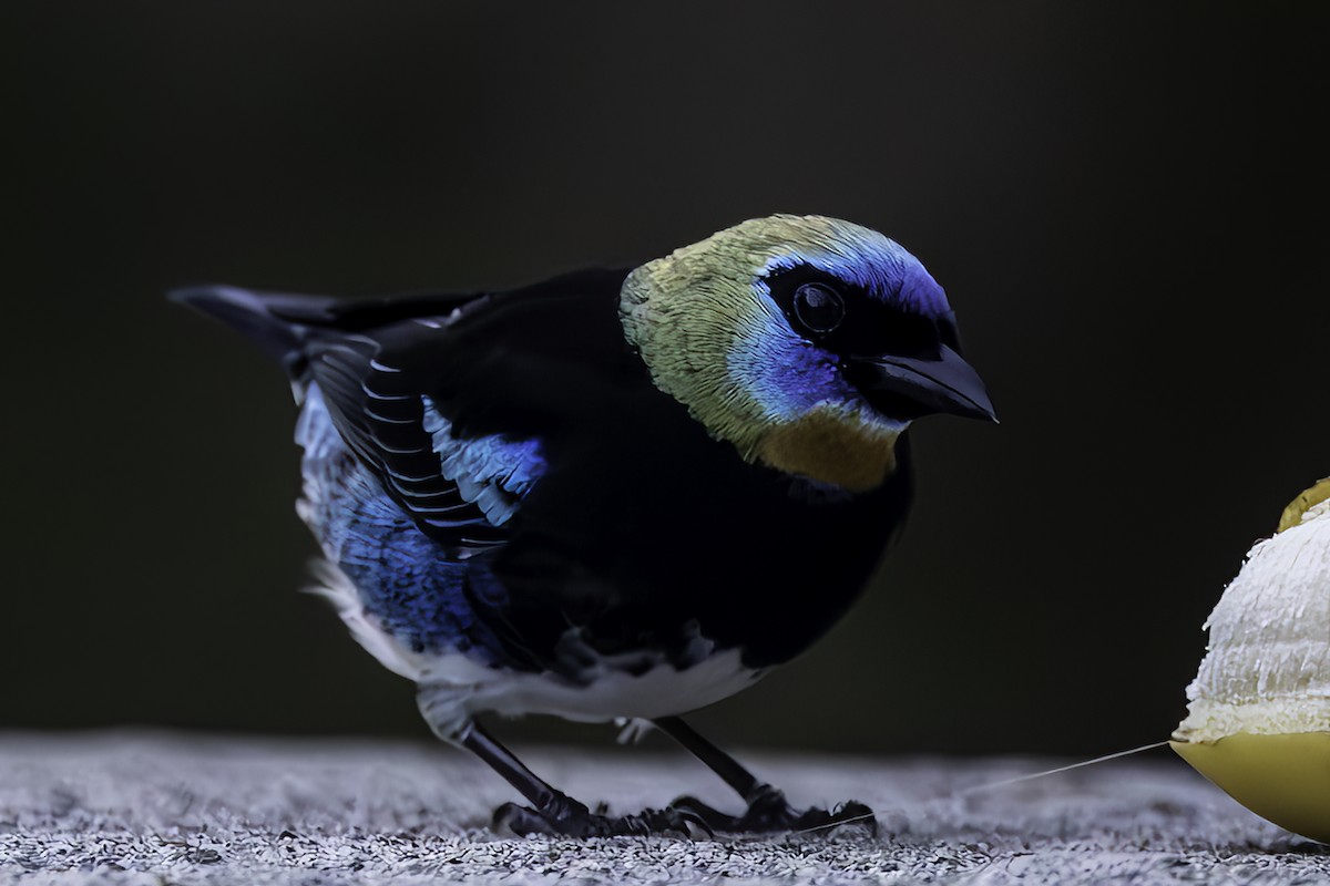 Golden-hooded Tanager - ML627771774