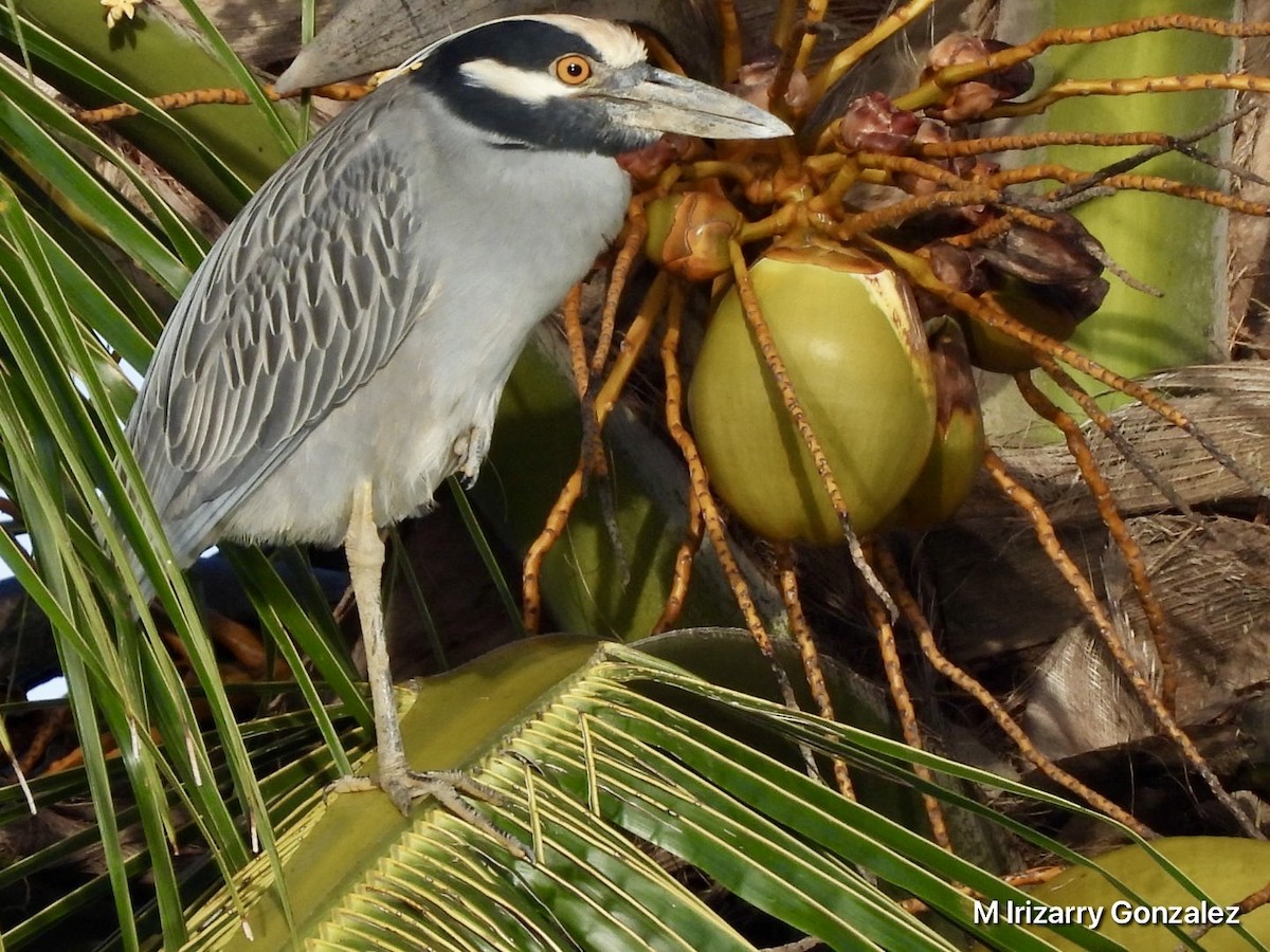 Yellow-crowned Night Heron - ML627771778