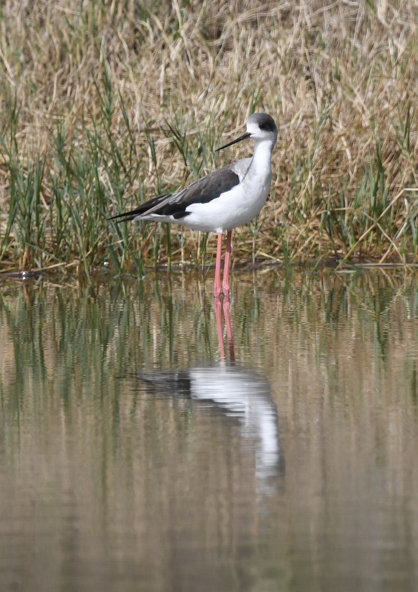 Black-winged Stilt - ML627771800