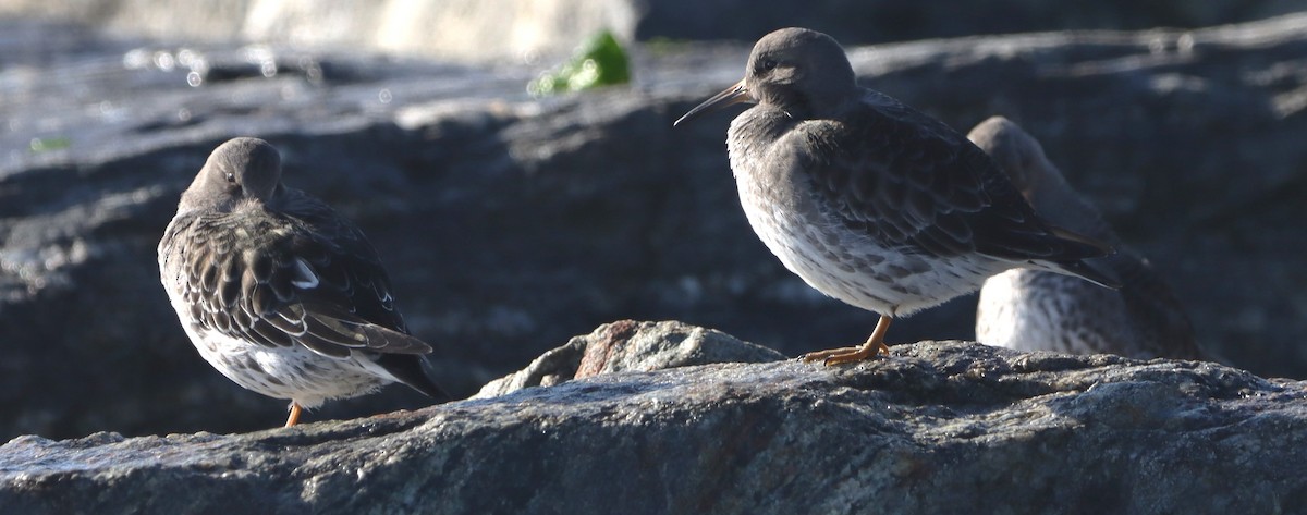 Purple Sandpiper - ML627771835