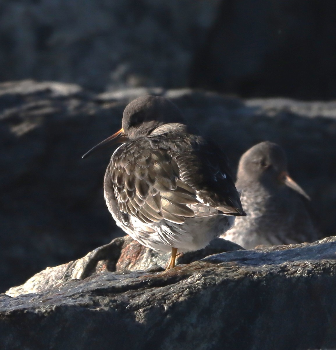 Purple Sandpiper - ML627771855