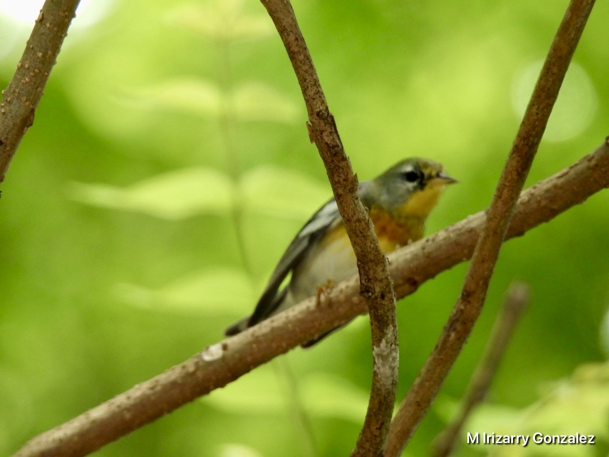 Northern Parula - ML627771863