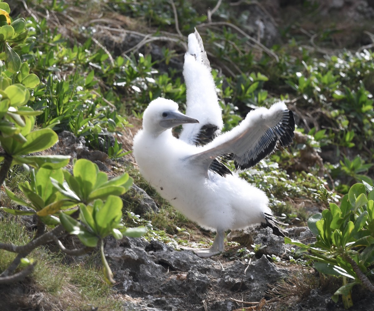 Brown Booby - ML627771865